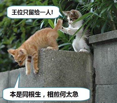 生气的猫咪狂揍狗狗_搞笑动物图片_QQ表情党