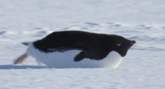在雪地上玩耍的企鹅
