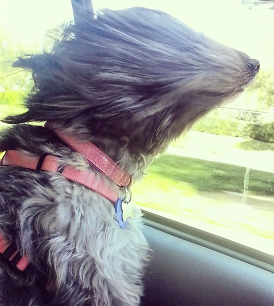 站在车窗边看风景的狗狗，风吹直了我的毛发