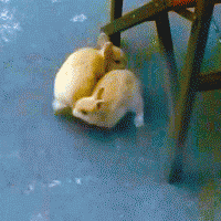 两只围着转圈圈的萌兔子