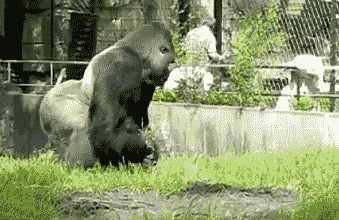 大猩猩向游客扔石头，扔完就跑