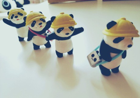 小熊猫排队去上学