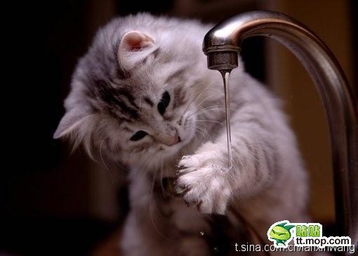 猫咪在水龙头前洗爪子_搞笑动物图片_qq表情