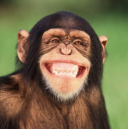 大猩猩笑着露出洁白的牙齿