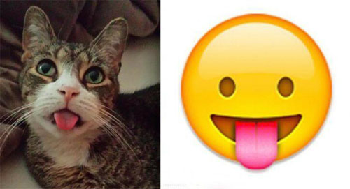 猫咪吐舌头，表情完全一致
