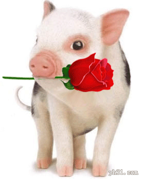 猪猪嘴里含玫瑰