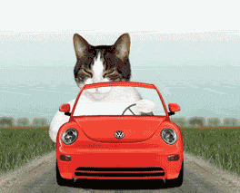 大猫开着小车前来