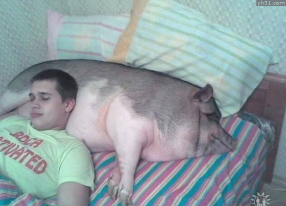 把猪肚子当枕头睡，和谐相处