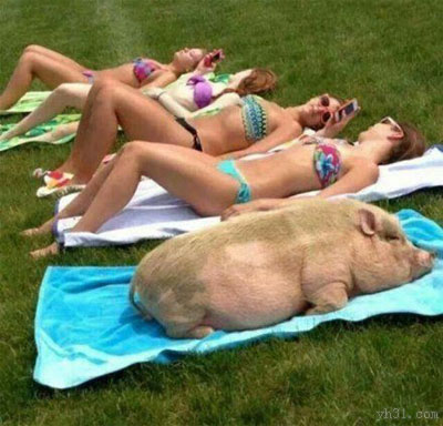 幸福的猪猪跟美女们一起晒太阳