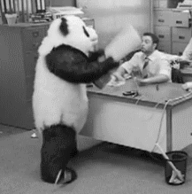 熊猫生气拍桌子
