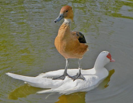 两只搞笑的小鸭在水里玩