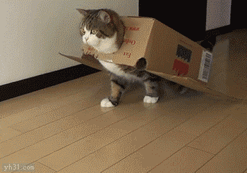 背着盒子到处跑的搞笑小猫