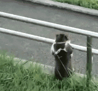 猫猫吊在栏杆上围观