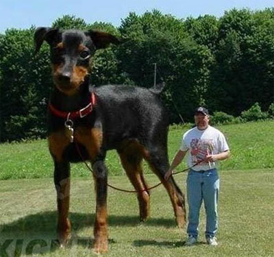比人还高大的巨型犬