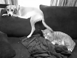 狗狗用尾巴打猫猫