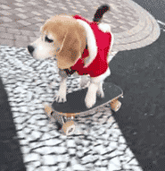 玩滑板的小狗狗