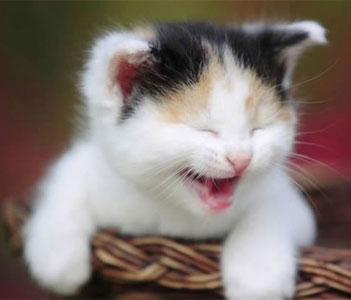 大声笑的小猫