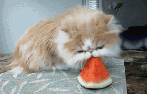 喜欢啃西瓜的小猫