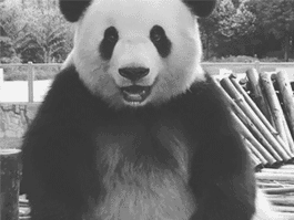 可爱的熊猫想咬人
