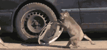 两只猴子偷轮胎