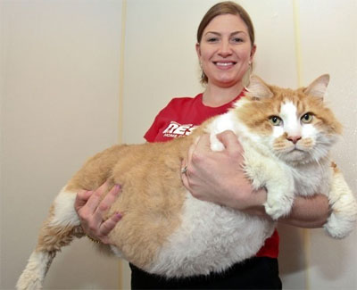 抱起一只超级大肥猫