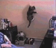 爬墙厉害的猫咪