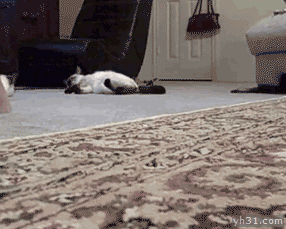 二货主人拿猫咪擦地板