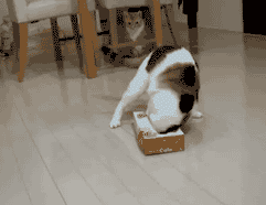 猫咪把盒子套在头上