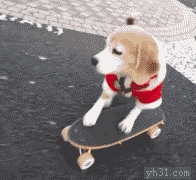 小样，狗狗玩滑板也很牛啊