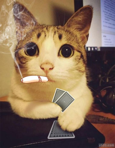 抽烟打牌的猫猫