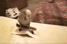 玩滑板的小鸽子