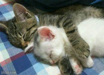 大猫抱着小猫一起睡觉