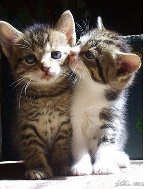 两只可爱的小花猫
