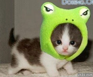 给小猫也戴一顶绿帽子
