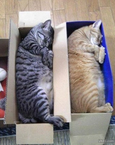 两只规规矩矩躺在盒子里的猫咪