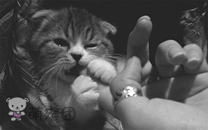 喜欢咬手指扮萌的小猫