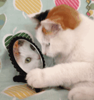猫猫在镜子里发现你了