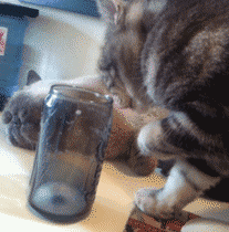 伸爪子到杯子里沾牛奶的小猫