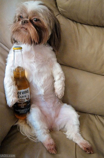 坐在沙发上喝酒的小狗