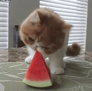 吃西瓜的小猫，真甜真好吃