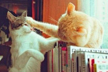 两只猫猫在书桌上打架