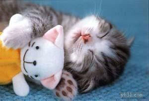 猫咪抱着小娃娃睡觉觉