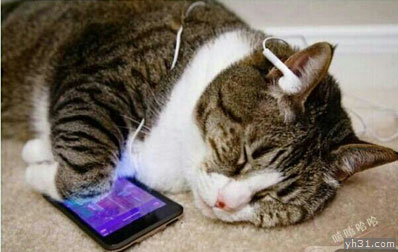 玩手机玩到睡着的猫咪