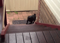 狗狗跳着上楼梯