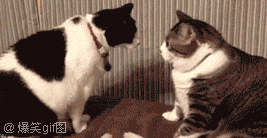 两只猫猫从对视到打斗