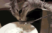 用勺子吃饭的小猫