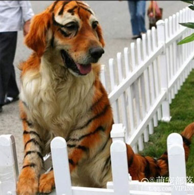 你们以为我是老虎，其实我是一只狗狗