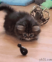 猫咪跟玩具小鸭玩