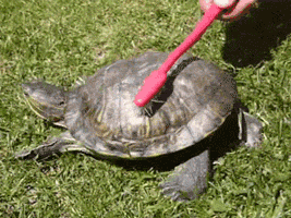 用牙刷给小乌龟刷背
