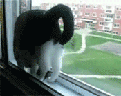 在窗台上练习倒立的猫咪